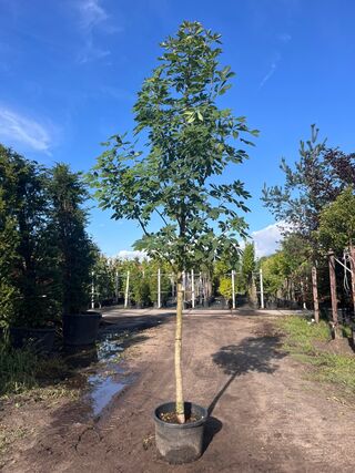 2x Indische paardenkastanje, Aesculus Indica, hoogstam, ca. 4-5 m hoog