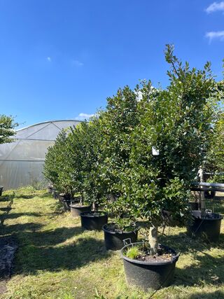 9x Hulst, Ilex Aquifolium, haagplant, wintergroen, ca. 200-225 cm hoog