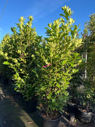 9x Laurierkers, Prunus ‘Rotundifolia’, haagplant, wintergroen, ca. 150