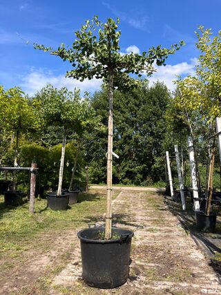 2x Japanse notenboom, Ginkgo Biloba, dakboom, gele herfstkleur, ca. 22