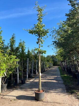 2x Japanse notenboom, Ginkgo Biloba, loofboom, gele herfstkleur, ca. 3