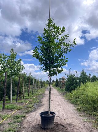 4x Laurierkers, Prunus ‘Novita’, leigeschikt, wintergroen, ca. 3.5-4 m