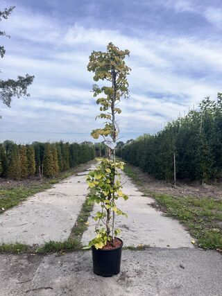 3x Klimhortensia, Hydrangea Anomala Petiolaris, klimplant, witte bloei