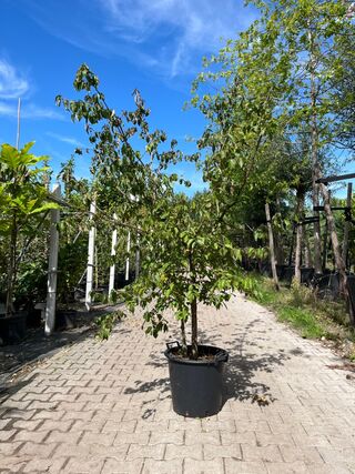 Gele kornoelje, Cornus Mas, sierheester, gele bloei, ca. 175 cm hoog