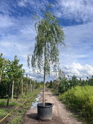 Treurwilg, Salix ‘Chrysocoma’, hoogstam, ca. 5-6 m hoog