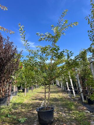 2x Japanse sierkers, Prunus ‘Autumnalis Rosea’, meerstammig, zachtroze