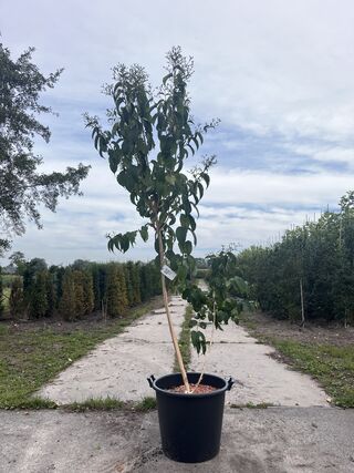 Zevenzonenboom, Heptacodium Miconioides, meerstammig, ca. 175-200 cm h