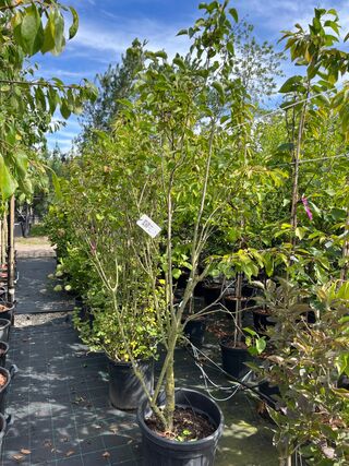 Ca. 12x Sierstruik, Syringa, Magnolia E.a., sierheester, bloei/herfstv
