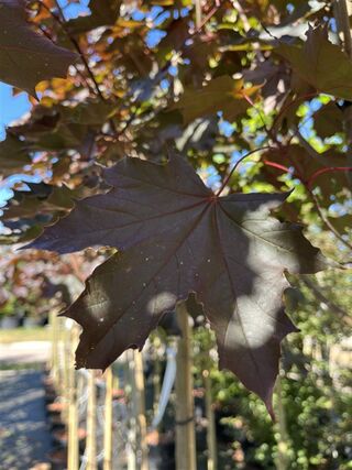 Noorse esdoorn, Acer ‘Royal Red’, hoogstam, roodbladig, ca. 4-5 m hoog