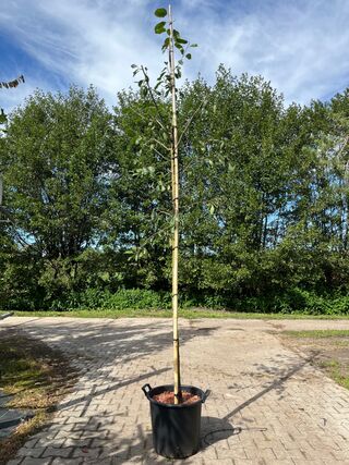 3x Pruimenboom, Prunus ‘Reine Claude D’Oullins’, hoogstam, gele pruime