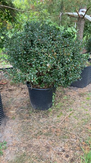 7x Hulst, Ilex Aquifolium, bolvorm, wintergroen, Doorsnede ca. 120 cm