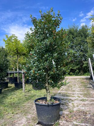 2x Hulst, Ilex ‘Limsi’, solitair, wintergroen, ca. 200-225 cm hoog