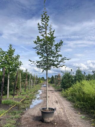 4x Koningslinde, Tilia Platyphyllos, hoogstam, ca. 5 m hoog