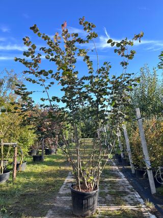 Rode hazelaar, Corylus ‘Purpurea’, sierheester, roodbladig, ca. 350-40