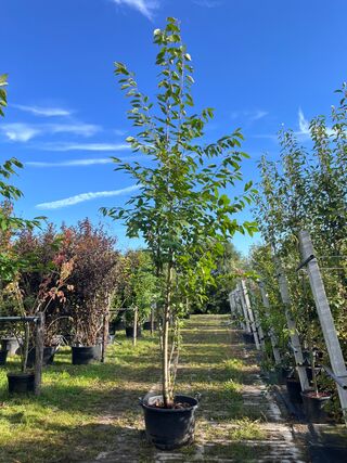 2x Japanse sierkers, Prunus ‘Amanogawa’, meerstammig, roze bloei, ca.