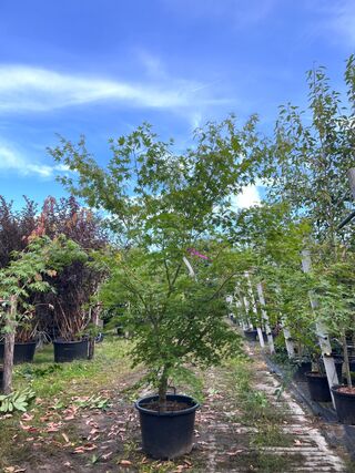 2x Japanse esdoorn, Acer Palmatum, meerstammig, rode herfstkleur, ca.