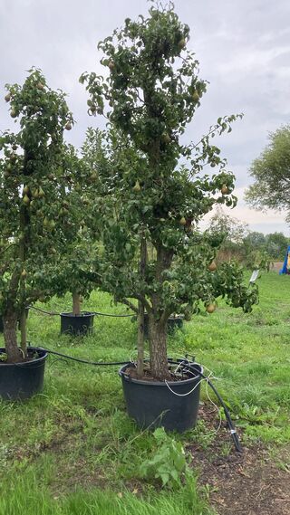 3x Perenboom, Pyrus ‘Conference’, karakterboom, vruchtdragend, ca. 3-3