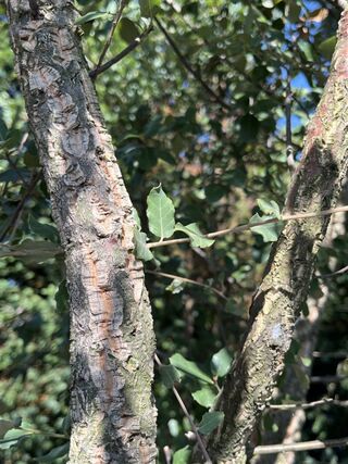 Kurkeik, Quercus Suber, meerstammig, kurkstam, ca. 2-2.5 m hoog