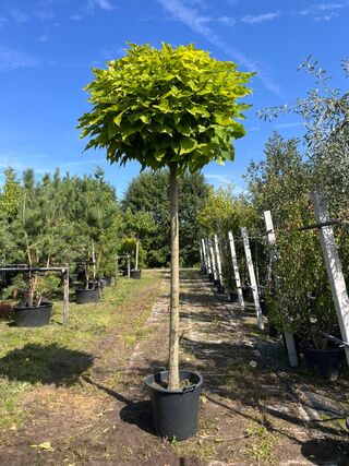 2x Trompetboom, Catalpa ‘Nana’, bolboom, ca. 200 cm stamhoogte