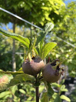 Mispel, Mespilus ‘Westerveld’, vruchtboom, ca. 2.5-3 m hoog