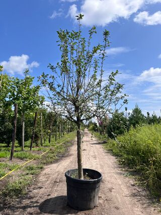 2x Sierappel, Malus ‘Red Sentinel’, bloesemboom, rode sierappeltjes, c