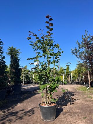 2x Rode hazelaar, Corylus ‘Purpurea’, sierheester, roodbladig, ca. 225