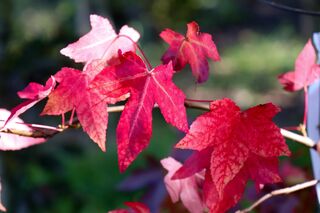 Amberboom, Liquidambar Styraciflua, hoogstam, herfstverkleuring, ca. 3