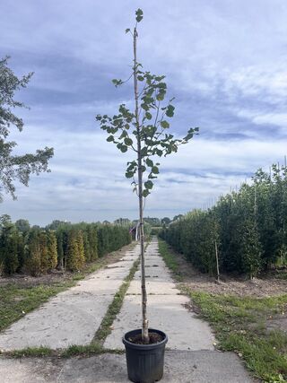 2x Hazelaar, Corylus Avellana, sierheester, ca. 3-3.5 m hoog