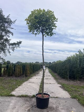 3x Amerikaanse tulpenboom, Liriodendron ‘Edward Gursztyn’, bolboom, ge