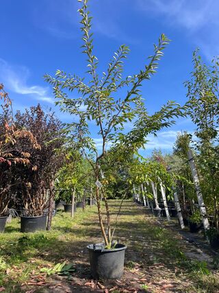 Japanse sierkers, Prunus ‘Autumnalis Rosea’, meerstammig, zachtroze bl