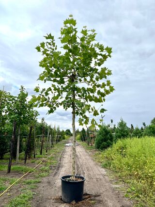 4x Plataan, Platanus Hispanica, hoogstam, ca. 5 m hoog