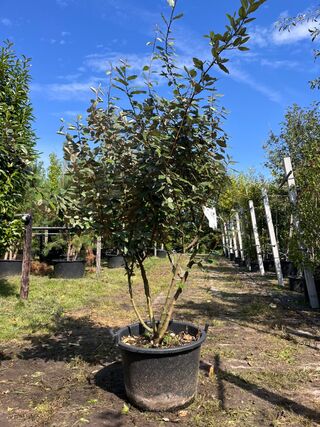 Olijfwilg, Elaeagnus Ebbingei, meerstammig, wintergroen, ca. 200 cm ho