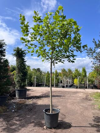 Amerikaanse tulpenboom, Liriodendron Tulipifera, bolvorm, gele herfstk