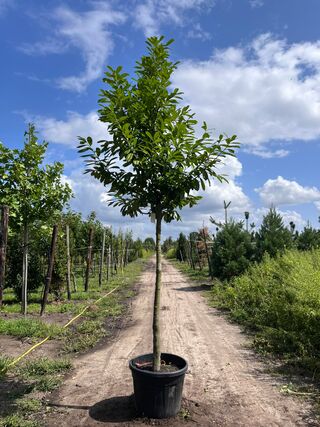 Laurierkers, Prunus ‘Novita’, leigeschikt, wintergroen, ca. 4 m hoog
