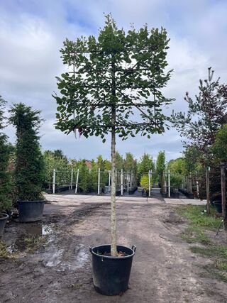 3x Koningslinde, Tilia ‘Pallida’, leiboom, ca. 200 cm stamhoogte