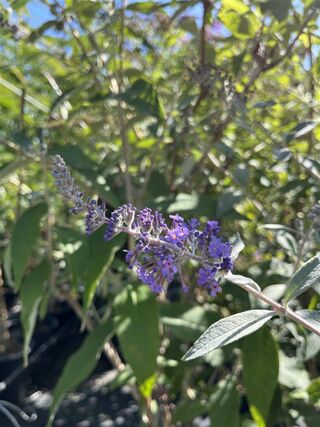 Vlinderstruik, Buddleja ‘Adonis Blue’, sierheester, paarse bloei, ca.