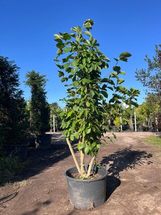 Japanse magnolia, Magnolia Kobus, meerstammig, witte bloei, ca. 2.5 m
