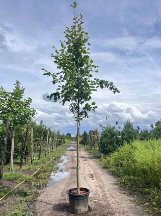 2x Koningslinde, Tilia ‘Pallida’, hoogstam, ca. 5 m hoog