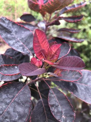 Pruikenboom, Cotinus Cog. ‘Royal Purple’, meerstammig, roodbladig, ca.