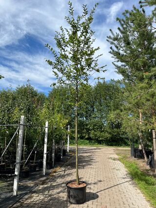 Haagbeuk, Carpinus Betulus, hoogstam, gele herfstkleur, ca. 3.5-4 m ho