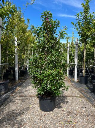 Ca. 25x Portugese laurier, Prunus Lusitanica, haagplant, wintergroen,