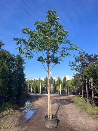 Indische paardenkastanje, Aesculus Indica, hoogstam, herfstverkleuring