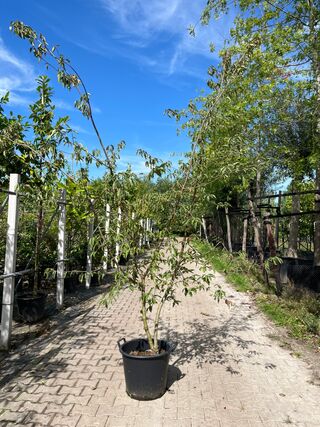 2x Gele kornoelje, Cornus Mas, sierheester, gele bloei, ca. 200 cm hoo