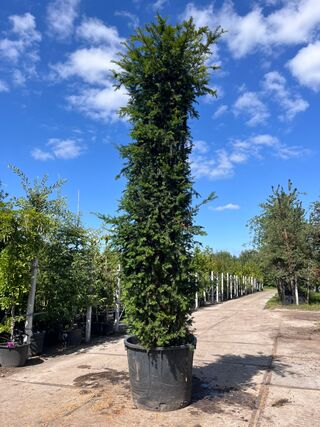 4x Venijnboom, Taxus Baccata, haagplant, wintergroen, ca. 250-400 cm h