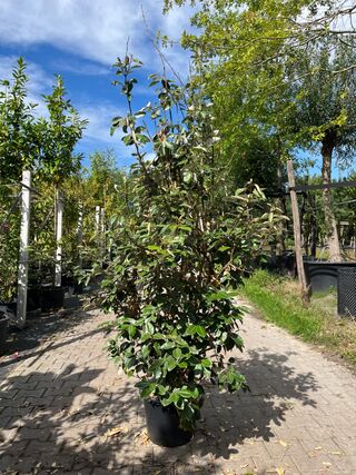 4x Olijfwilg, Elaeagnus Ebbingei, haagplant, wintergroen, ca. 125-175