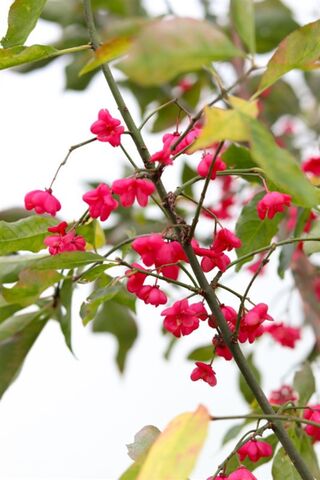 Wilde kardinaalsmuts, Euonymus Europaeus, Hoogstam, witte/rode bloei,