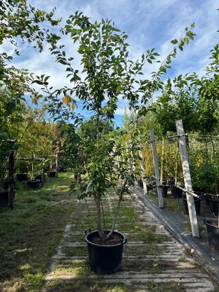Japanse sierkers, Prunus S. ‘Kanzan’, meerstammig, dieproze bloei, ca.