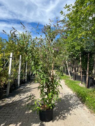 2x Vlinderstruik, Buddleja ‘Border Beauty’, sierheester, roze/paarse b