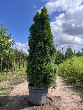 Koningsconifeer, Thuja ‘Smaragd’, zuilvorm, wintergroen, ca. 250 cm ho