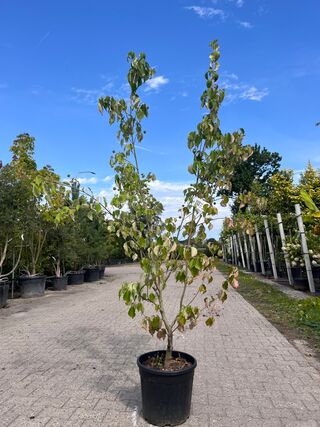 3x Sierstruik, Cotinus Cog. ‘Royal Purple’ E.a., sierheester, bloei/he
